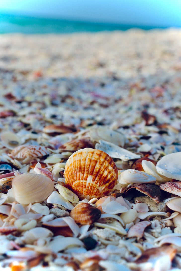 Collect seashells.