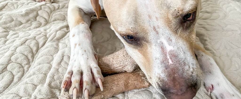 Why My Dogs Love the Petstages Dogwood Chew Toy | Review
