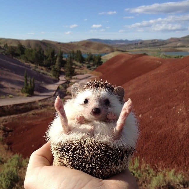 Biddy the Traveling Hedgehog