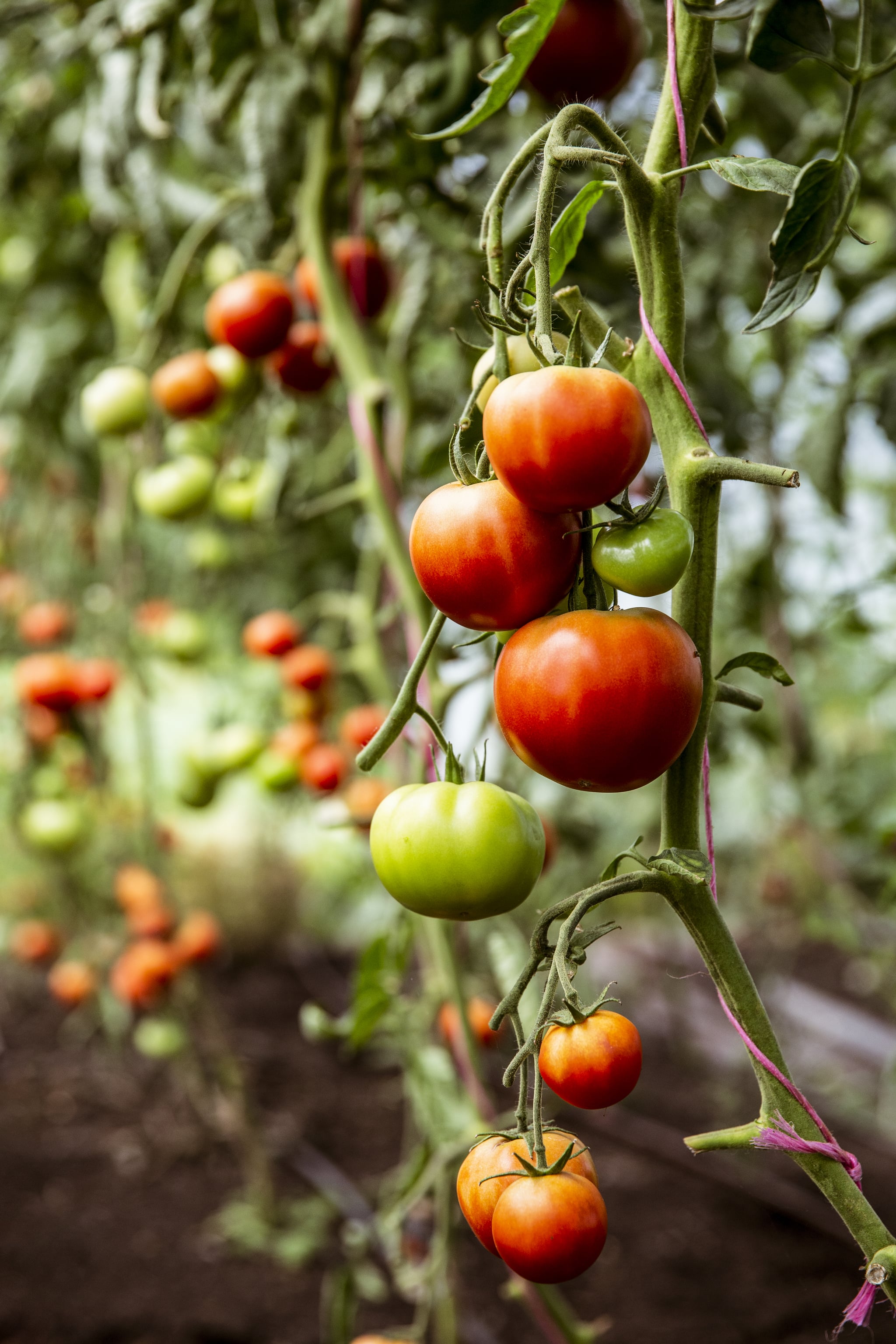 How To Plant And Grow Tomato Plants POPSUGAR Food