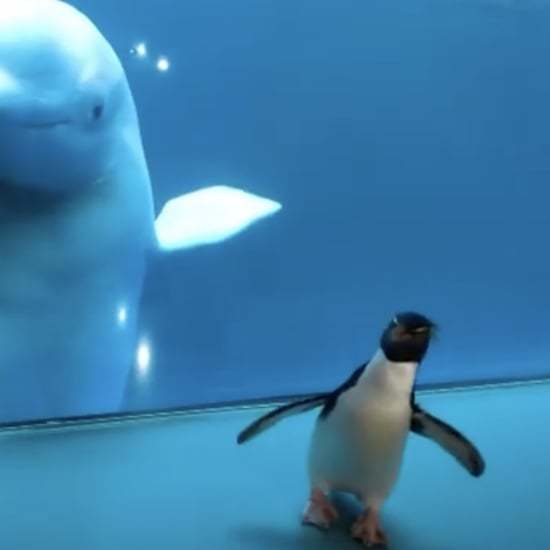 Wellington the Penguin's Instagram Videos