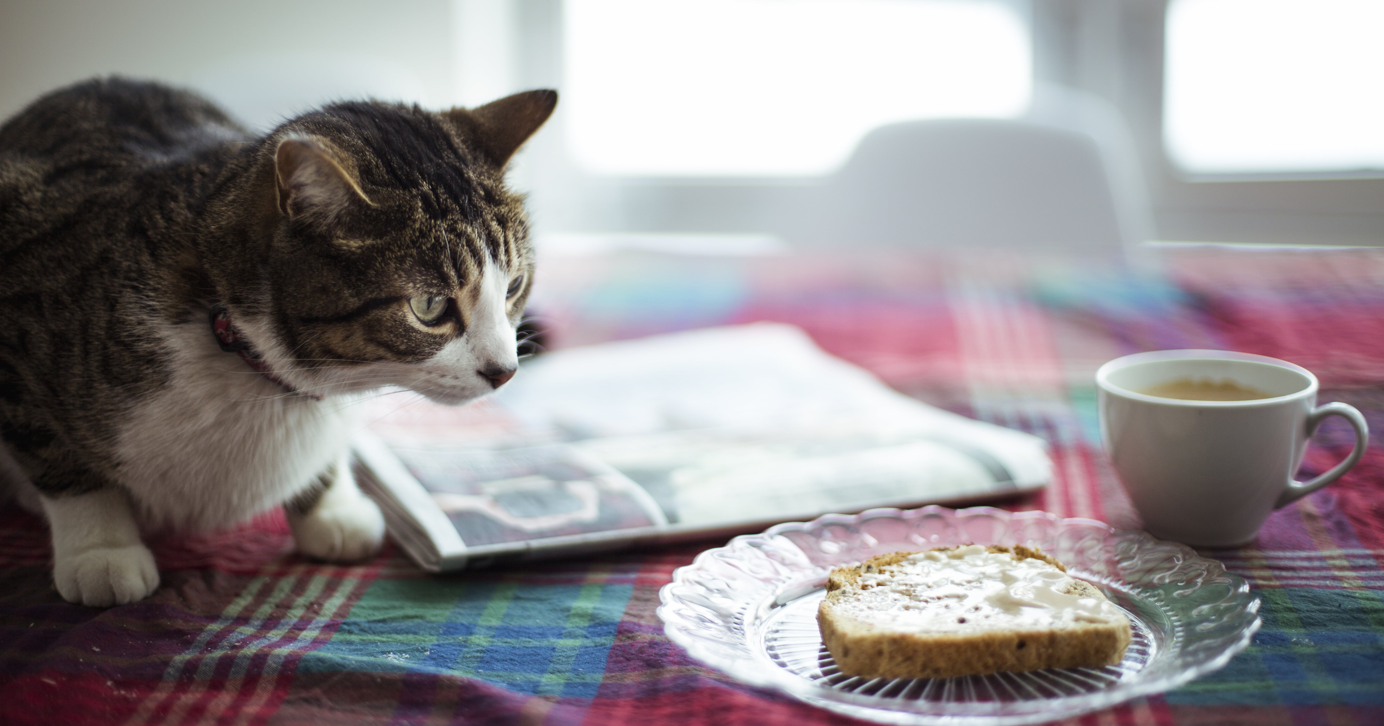 How to Stop Your Cat From Jumping Onto the Kitchen Table