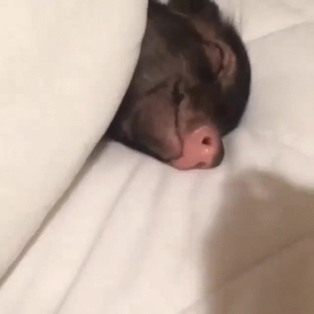 Pig GIFs