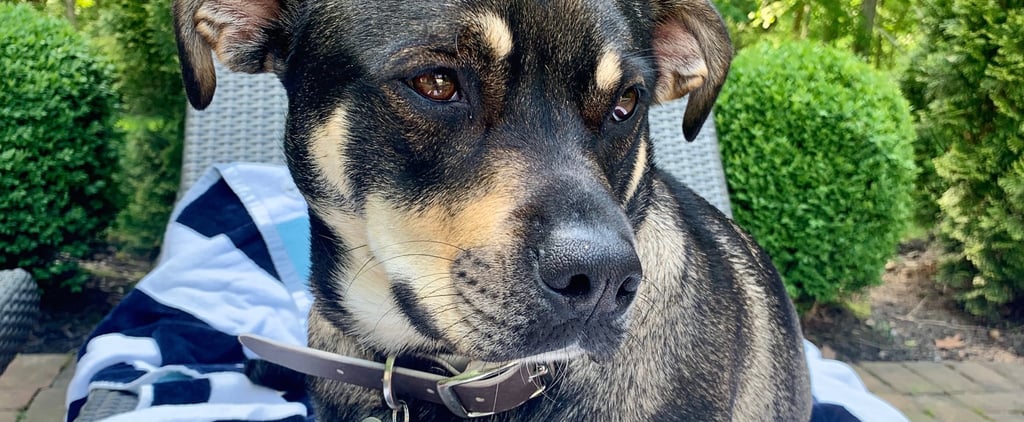 Why I'm Thankful I Had Help Raising My Puppy