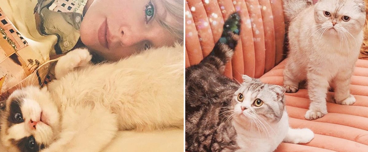 How Many Cats Does Taylor Swift Have Popsugar Celebrity
