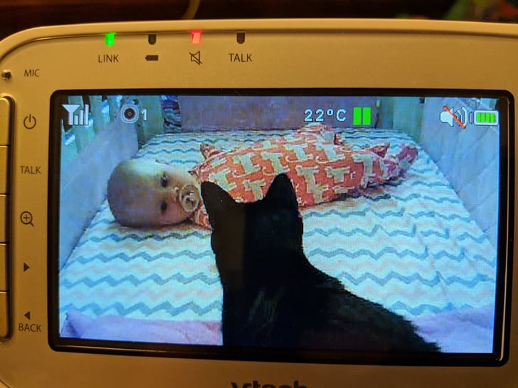 Cats Befriend Newborn Baby Popsugar Family