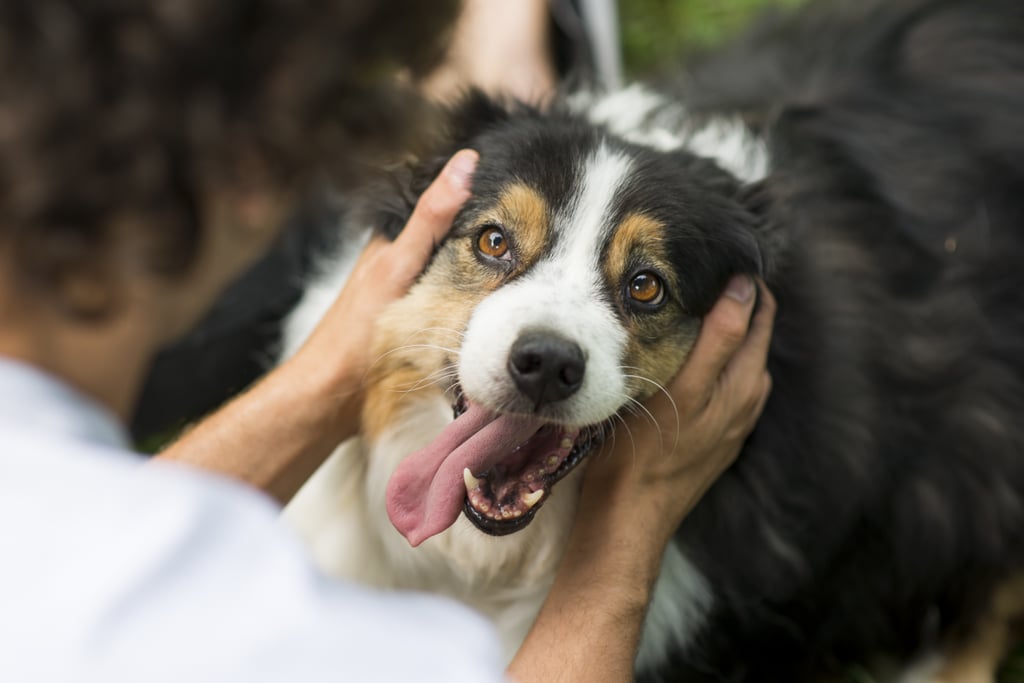 Cute Pictures of Australian Shepherds