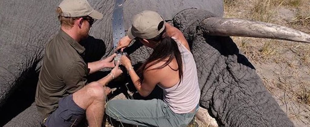 Prince Harry and Meghan Markle Botswana Throwback Picture