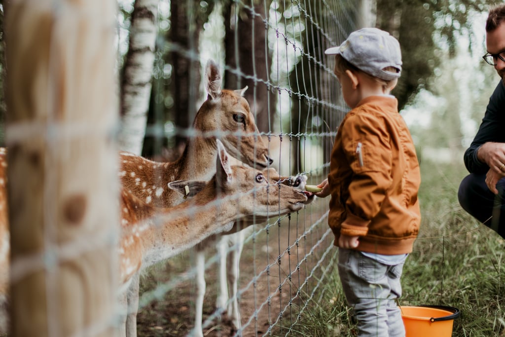 Visit a Petting Zoo
