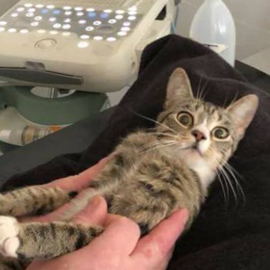 Cat Finds Out She's Pregnant