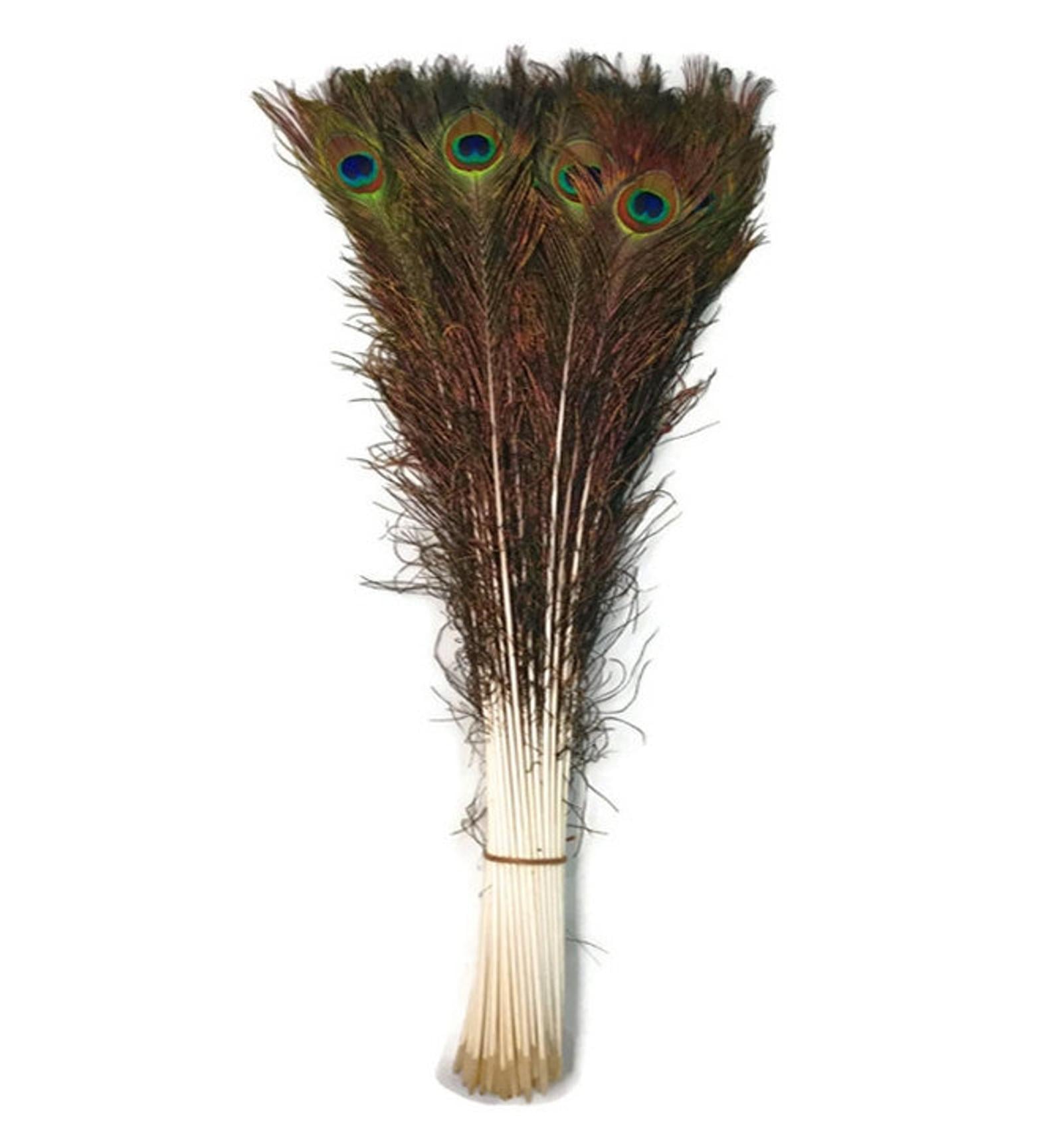 Peacock Feathers Are the Only Toys My Cats Like | POPSUGAR Pets