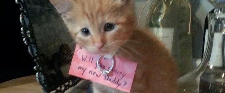 Kitten Proposal Pictures