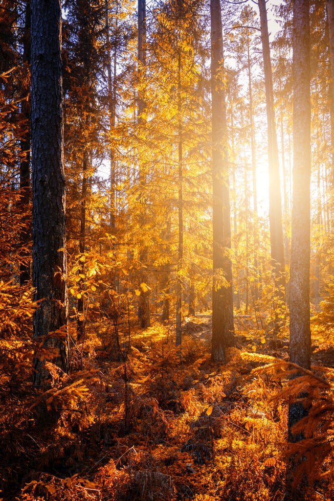 20 Cosy Fall Wallpapers For Your iPhone