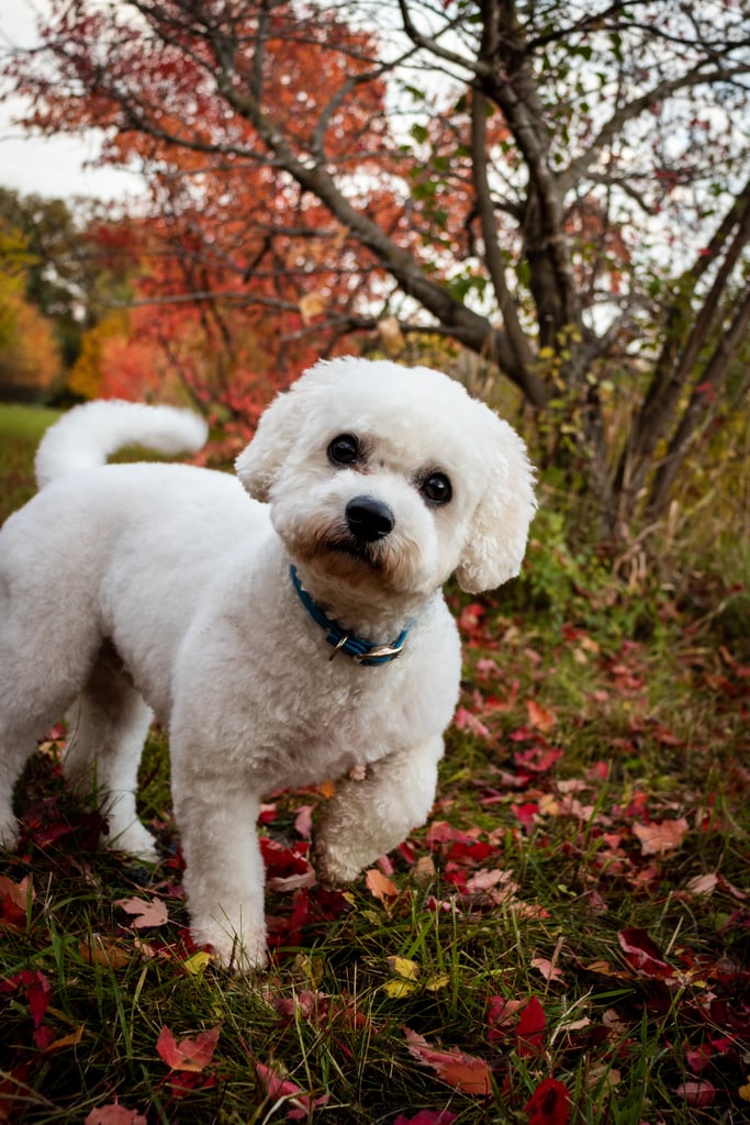 Cute Photos of Dogs in the Fall