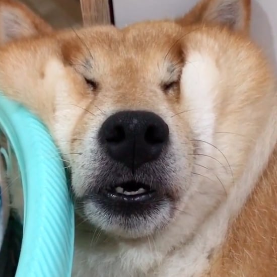 Cute Video of Dog Sleeping Against the Wall