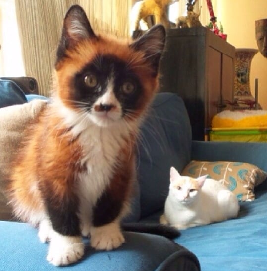 cat that looks like a fox