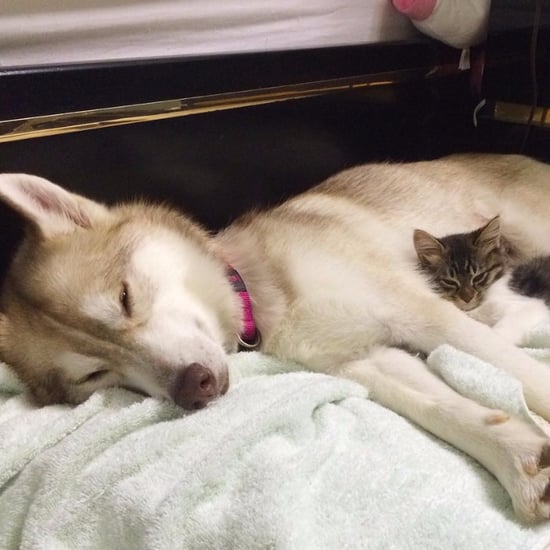 Rescued Kitten Bonds With Dog