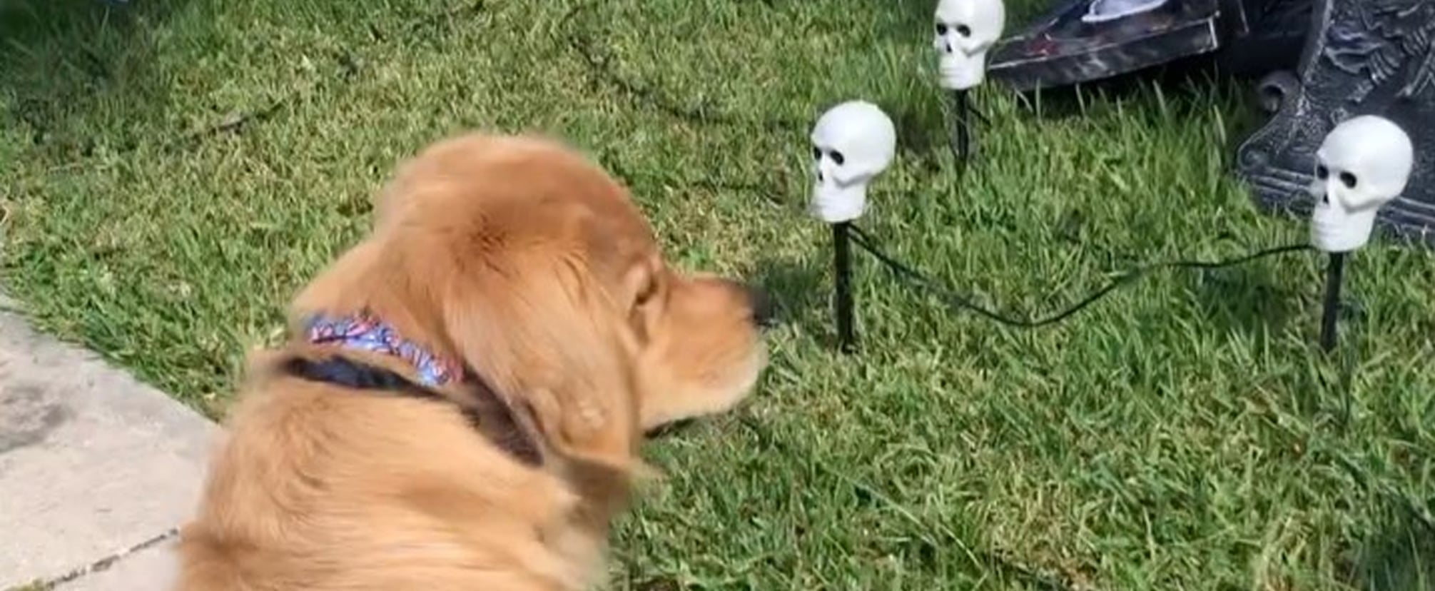 Video of a Golden Retriever Scared of Halloween Decorations PS UK Pets(02)