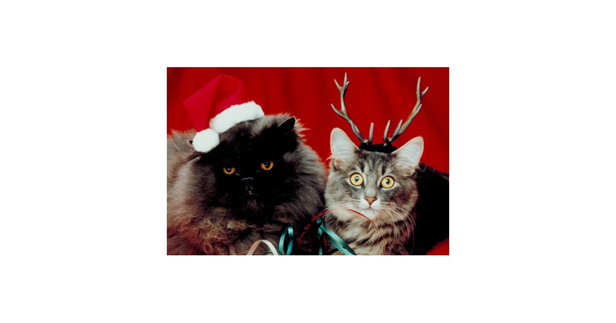 Pictures of Cats in Costume For Christmas POPSUGAR Pets