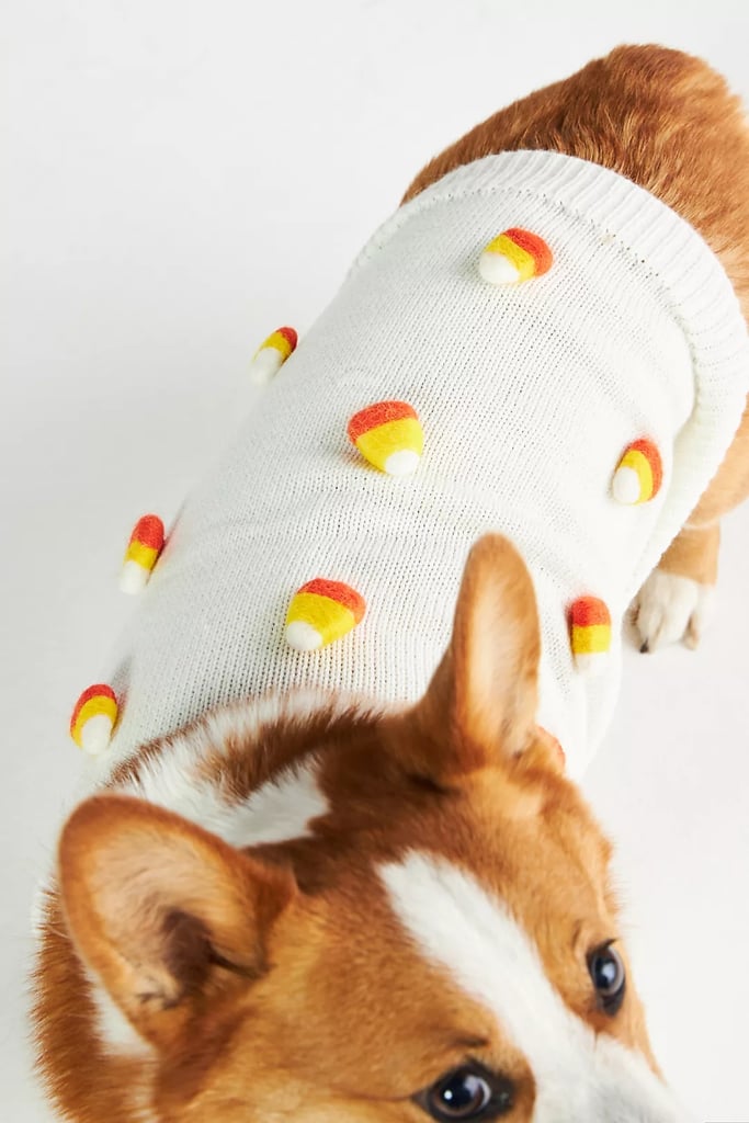 A Deal on a Pet Sweater