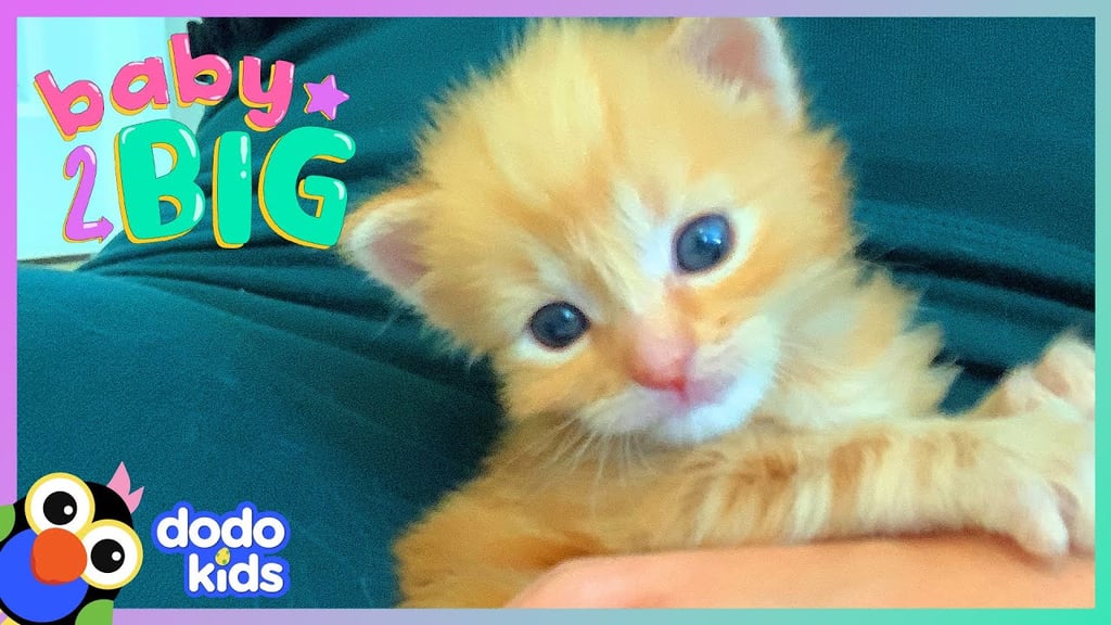 Best YouTube Channel For Kids Who Love Animals