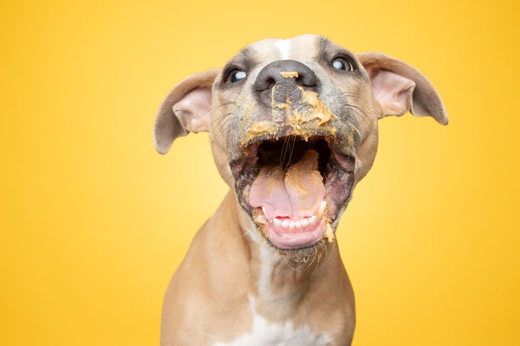 Photos of Rescue Puppies Eating Peanut Putter | Greg Murray