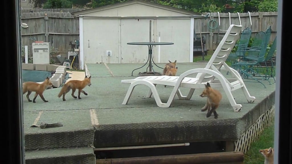Foxes in Kansas City