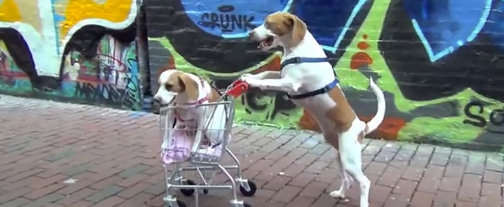 Dogs and a Shopping Cart I Video