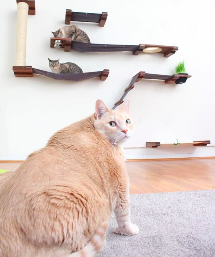 Photos of Bronson the 33-Pound Cat