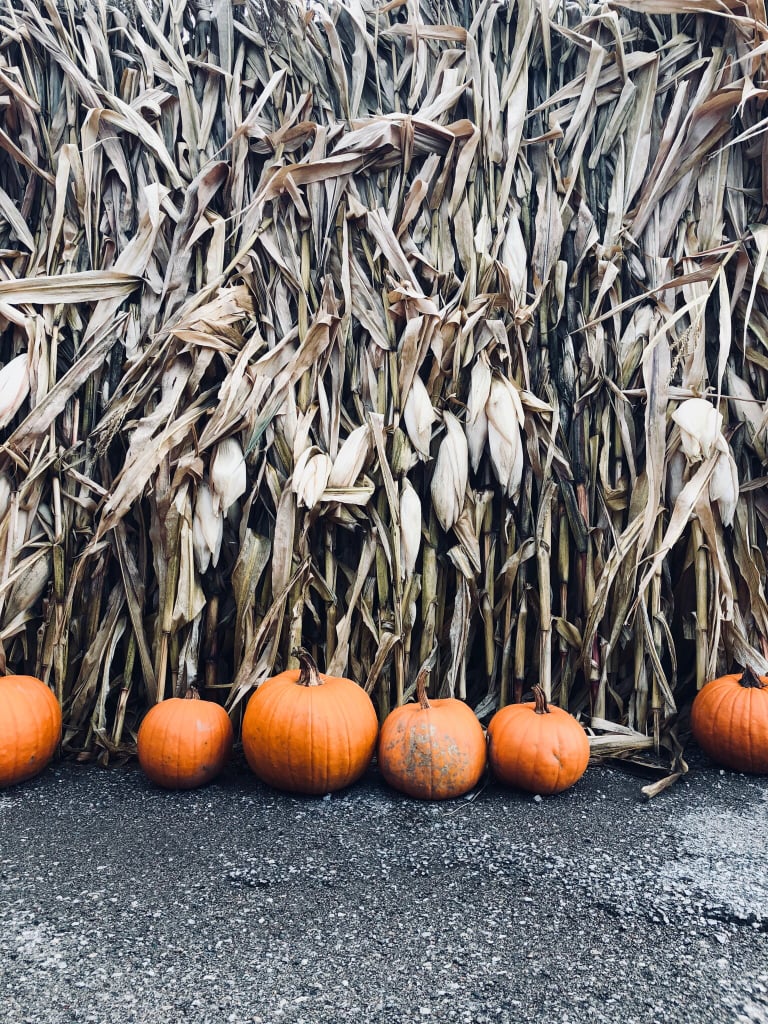 Fall Background: Pumpkin Patch iPhone Wallpaper