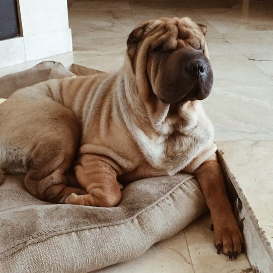 Dog bite in dream astrology