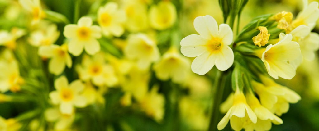 Gardening Apps