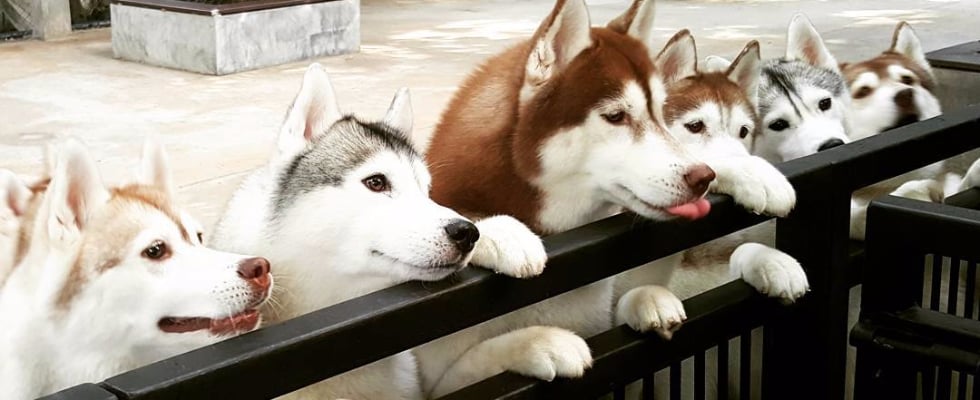 Animal Cafes