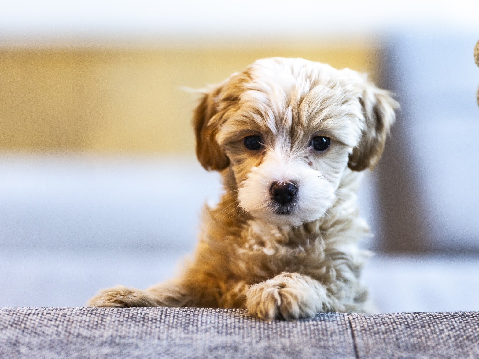 how-to-create-a-routine-for-your-puppy-popsugar-pets