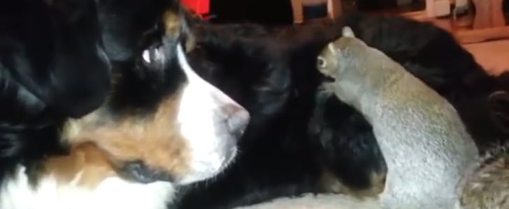 Squirrel Hides Nut in Dog's Fur