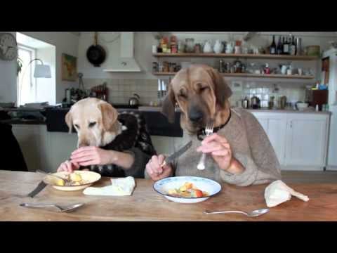 These furry friends dining together at the dinner table.