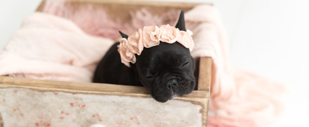 Newborn Photo Shoot With French Bulldog Puppy