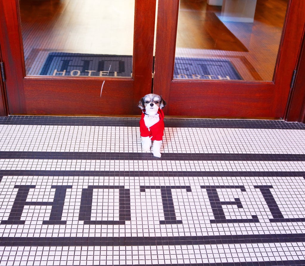 I was hosted by the Hotel on North located in Pittsfield, MA! This hotel is only two years old. It has a modern, fresh boutique vibe but still gives you the small town New England feel. It is pet friendly for a diva like me and provides complimentary doggie treats, water/food bowls, and waste bags.