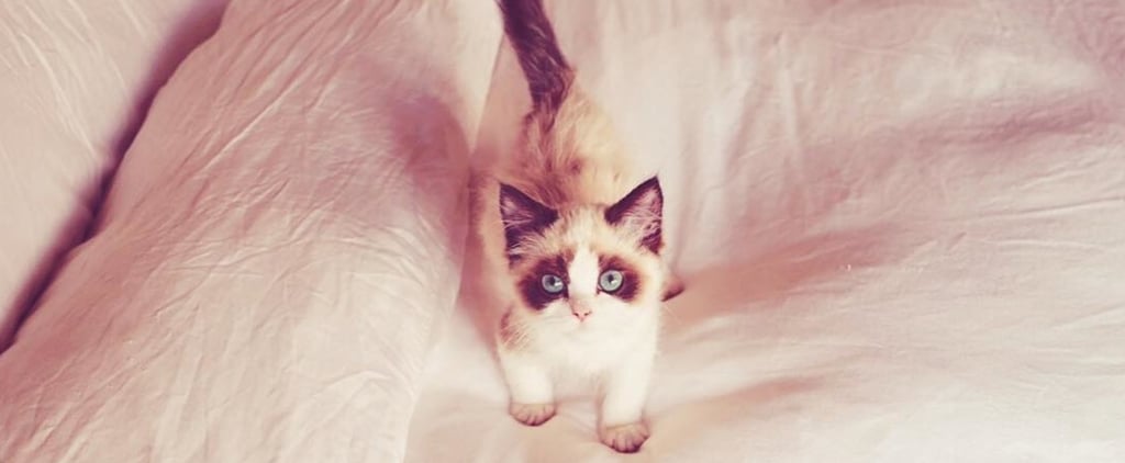 Taylor Swift Trademarked Her Cat Benjamin Button