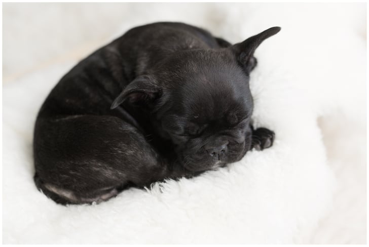 Newborn Photo Shoot With French Bulldog | POPSUGAR Family ...
