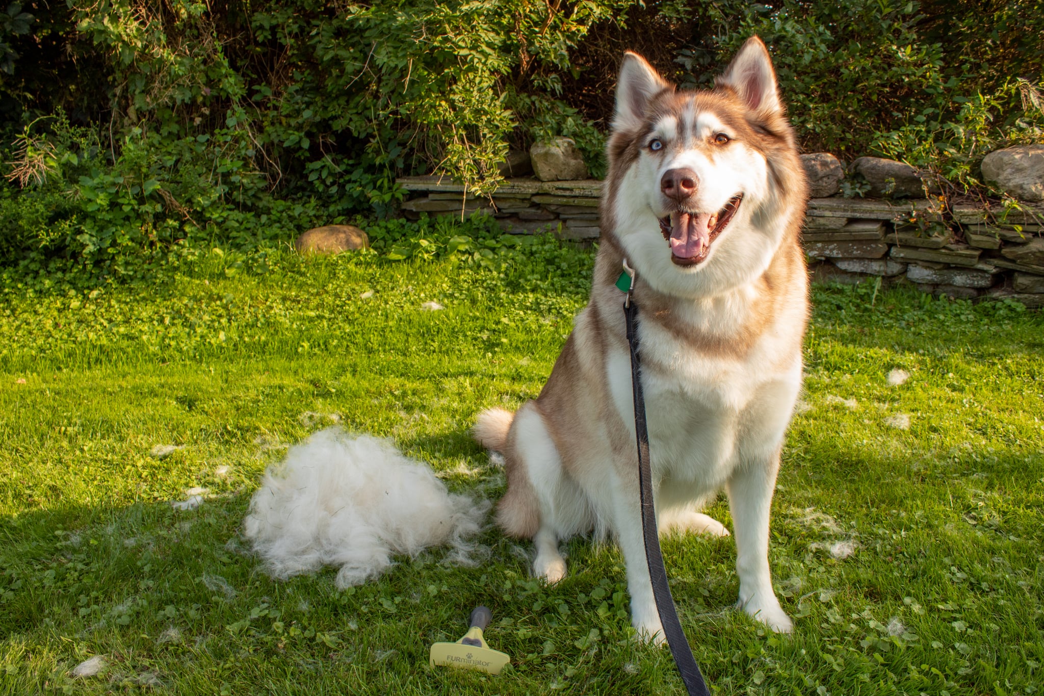 deshedding husky