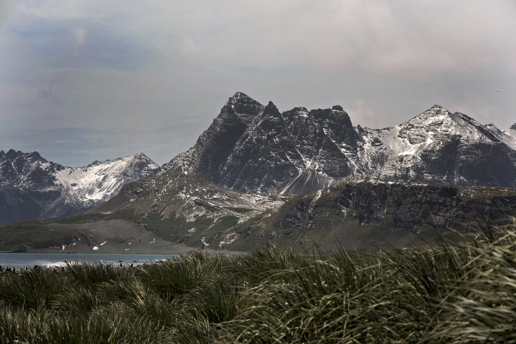 Antarctica King Penguins