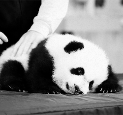 When this little baby just wanted some nice pets