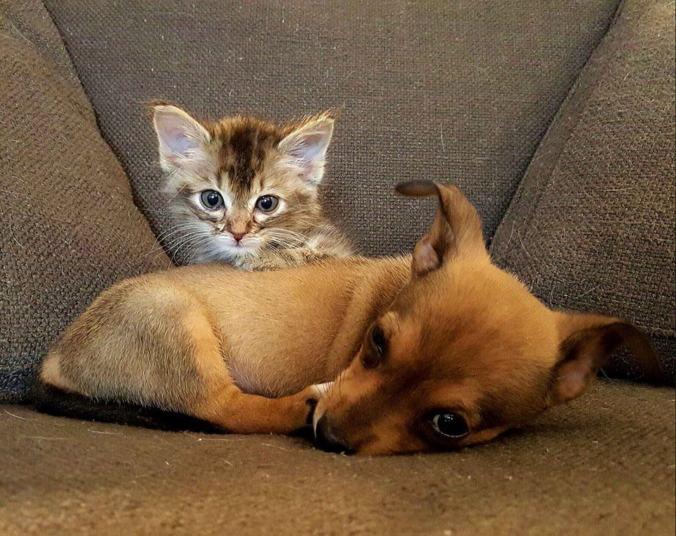 Chip and Adele Puppy and Kitten