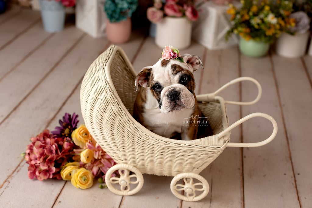 Newborn English Bulldog Puppy Photos For Valentine's Day