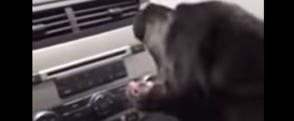 Dog Meets Air Conditioner | Video