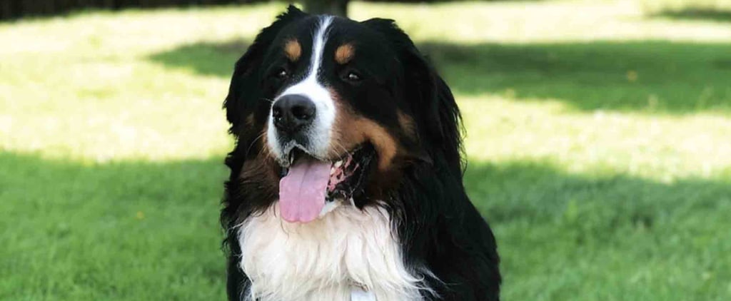 Cutest Bernese Mountain Dog Photos
