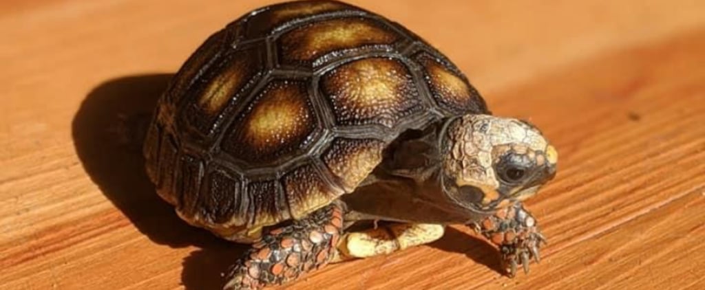 How Can I Tell If My Tortoise Is Sick?