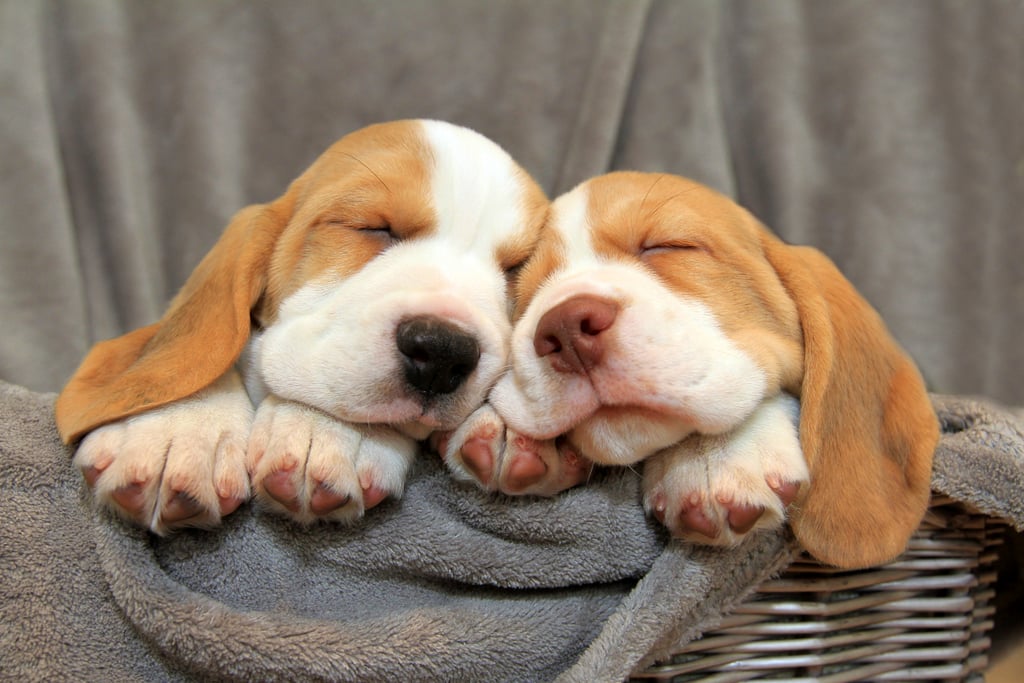 Cutest Pictures of Beagles