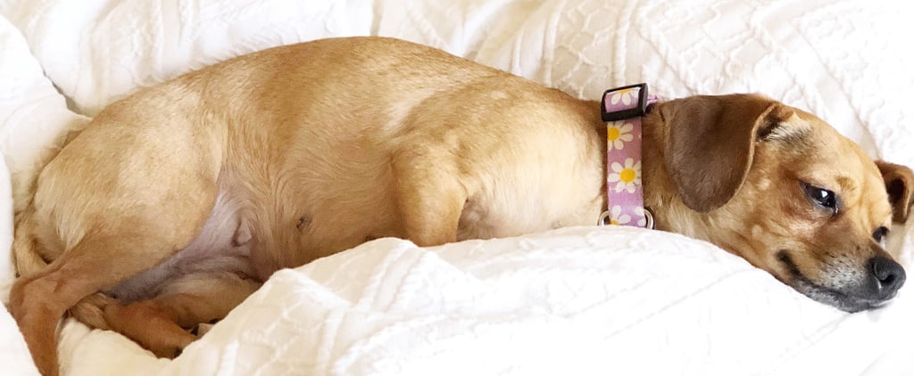 POPSUGAR Staffers Share Why Their Dogs Are Amazing